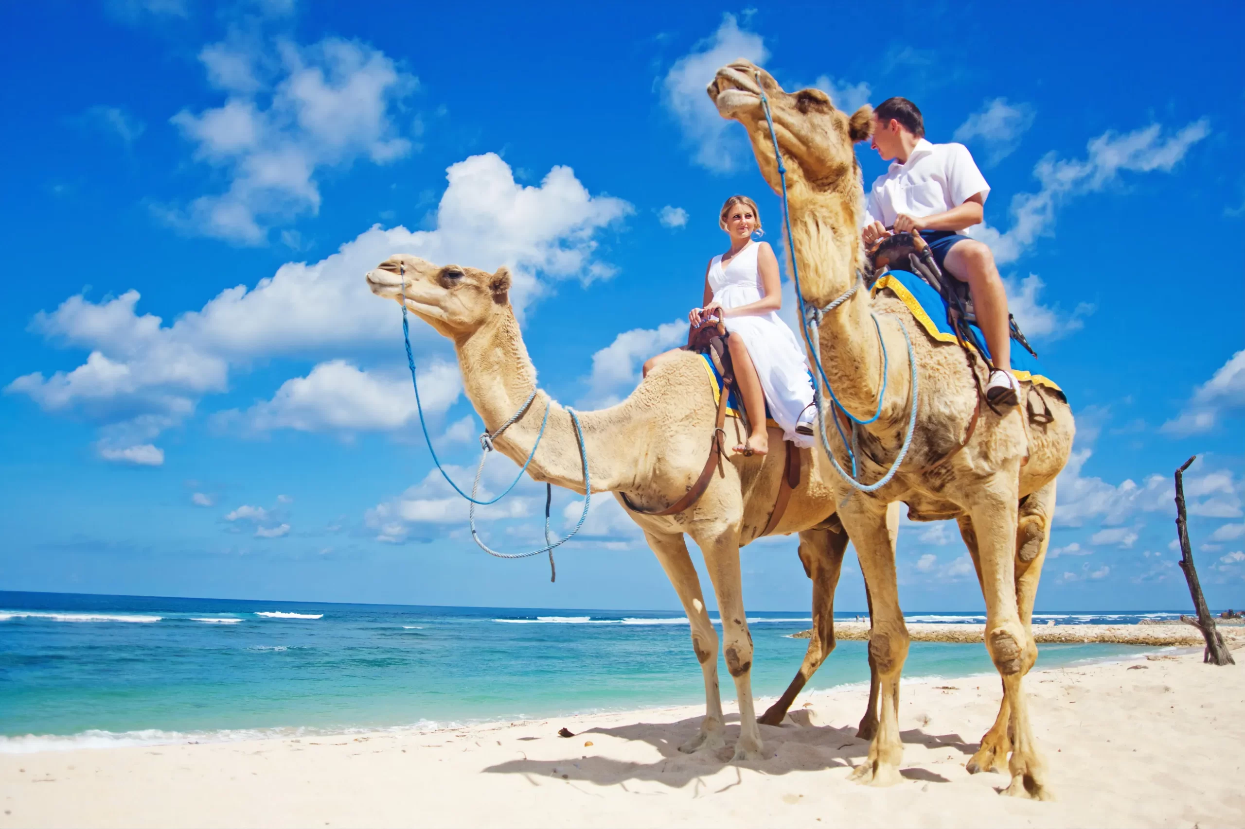 Camel ride By The Red Sea Hurghada